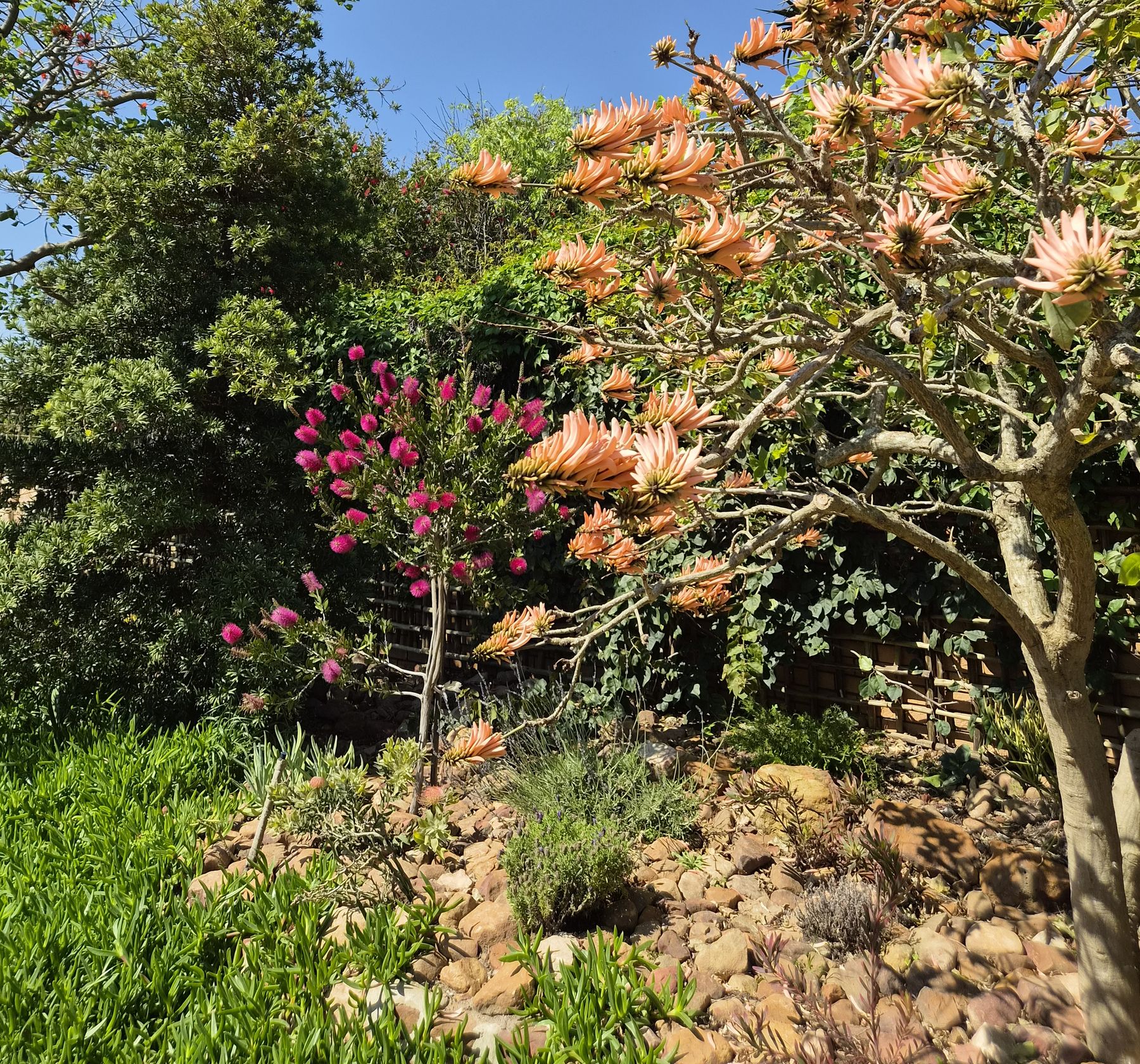 A coral tree in salmon flower beside a pink bottlebrush