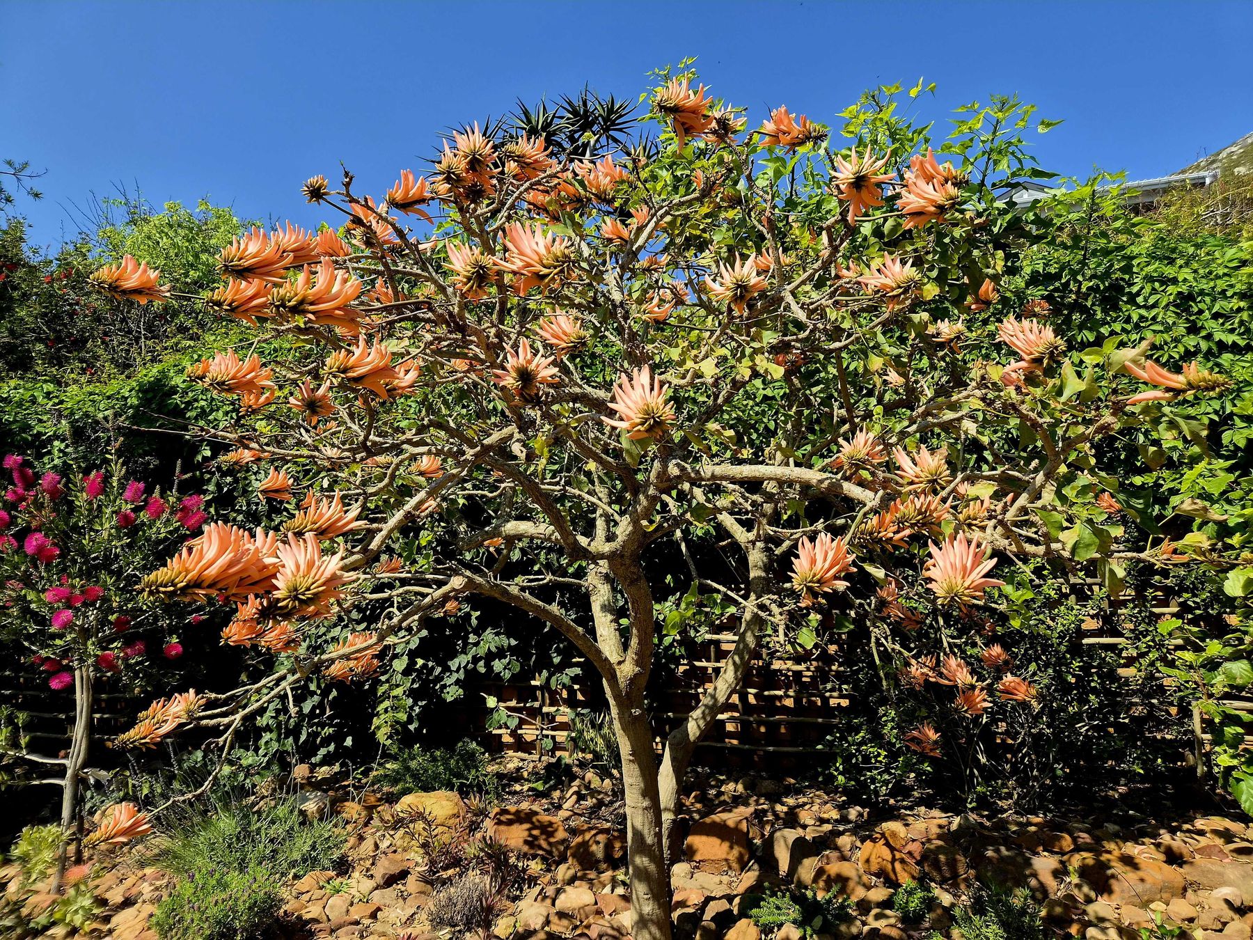 A coral tree in full salmon bloom against a deep blue sky, above a rockery of fynbos