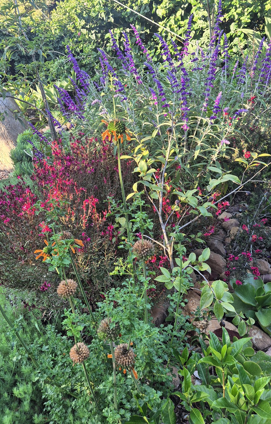 Purple salvias and orange wild dagga