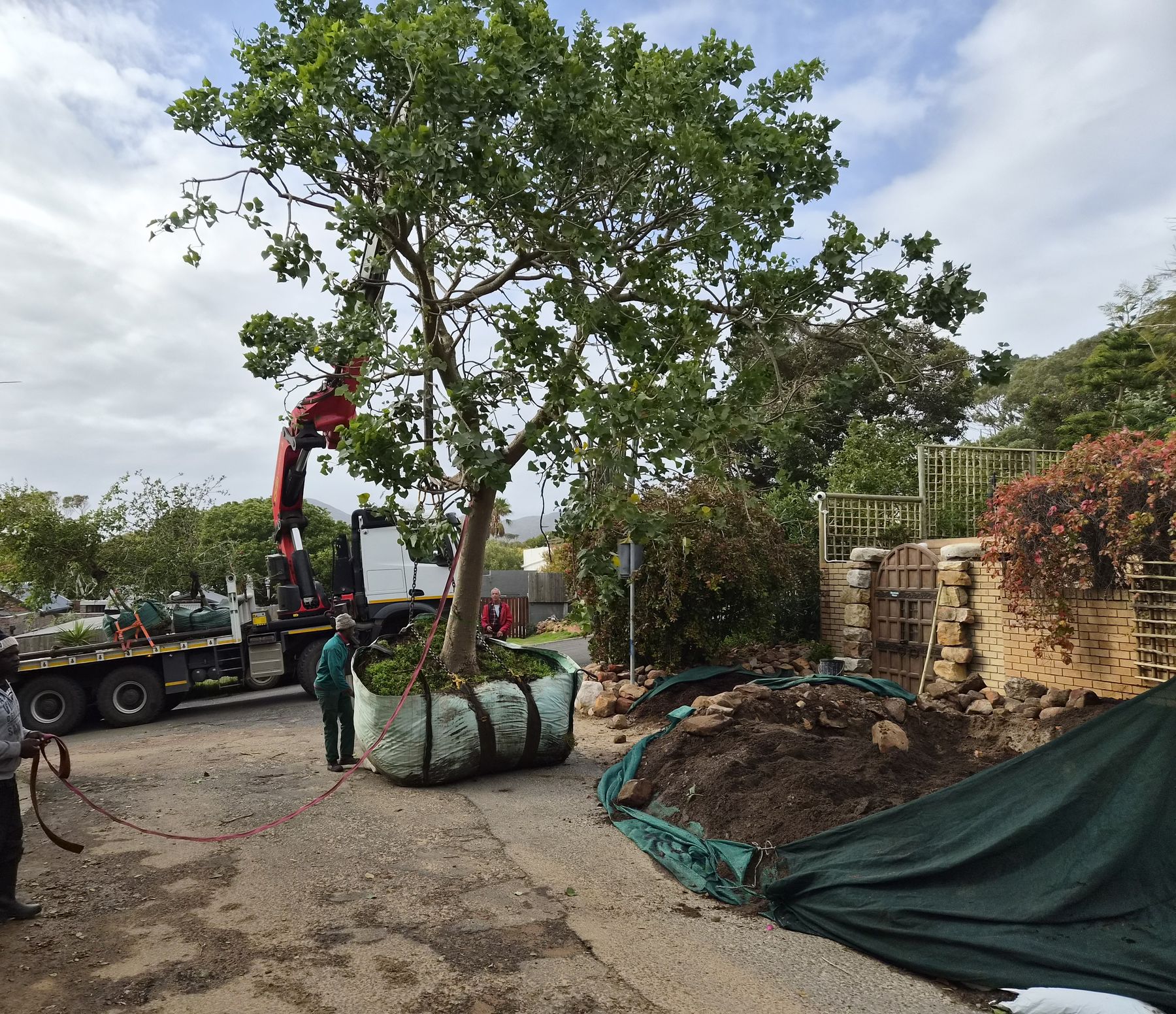 A mature tree with a large root ball lifted by crane