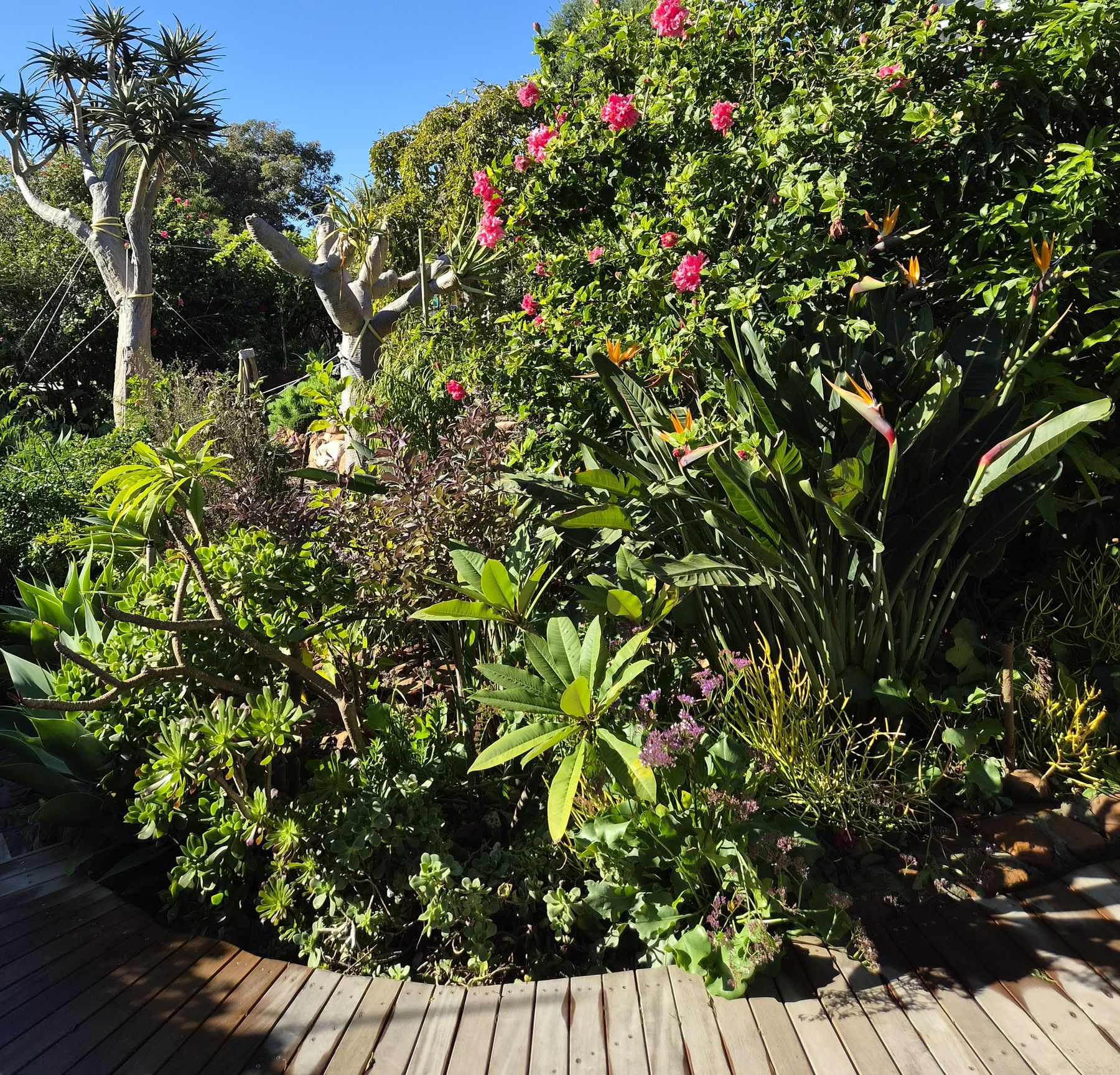 Hibiscus, strelitzia and succulents curving around a timber deck