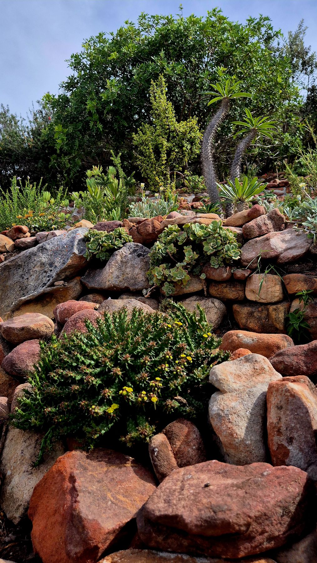 Dry stacked stone wall planted with succulents, two Madagascar palms above