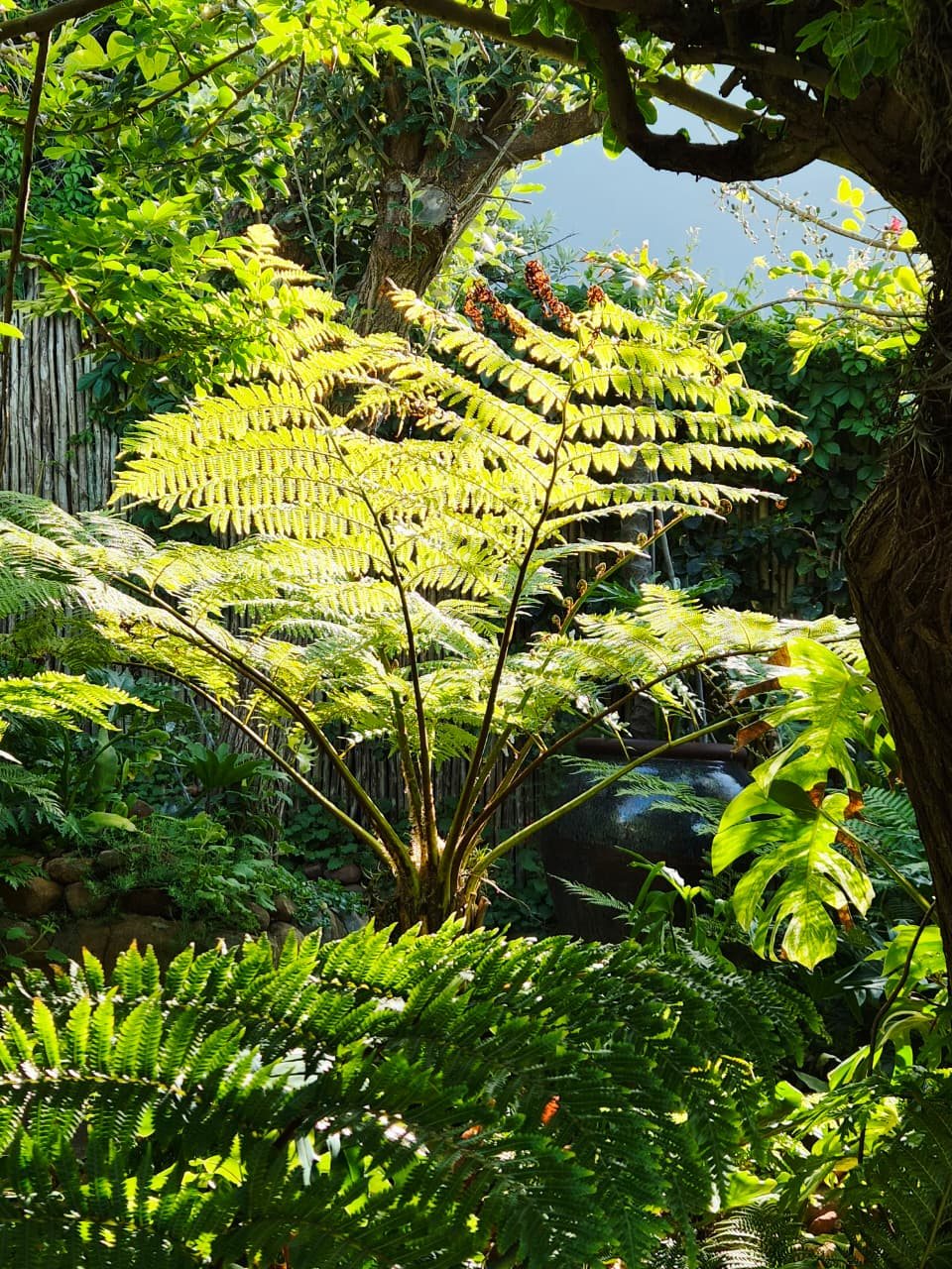 A backlit tree fern before a glazed jar and a reed fence