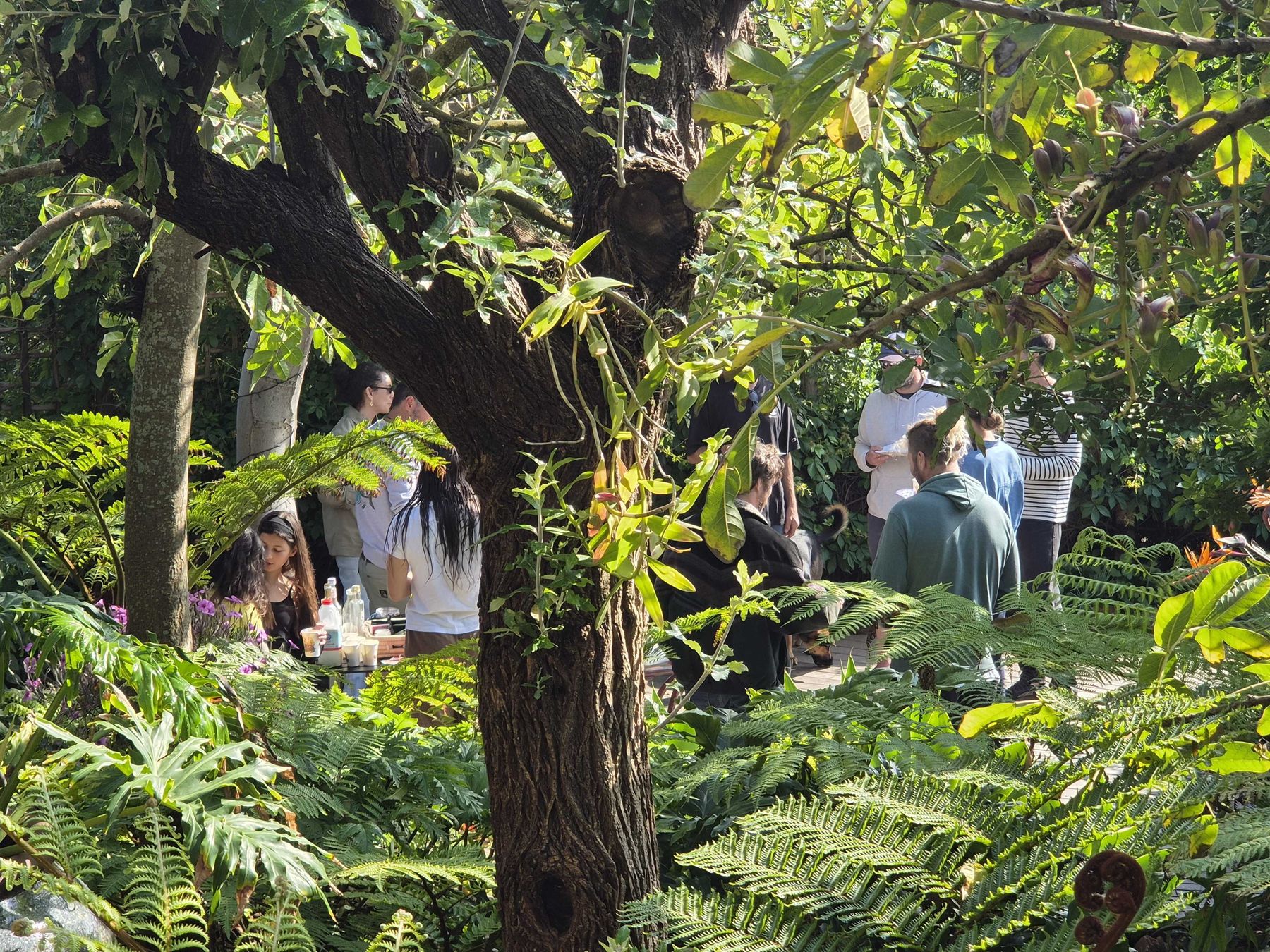 A table set beneath tree ferns and sausage trees