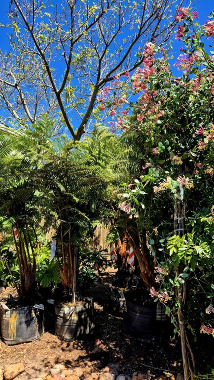 Tree ferns waiting to be planted