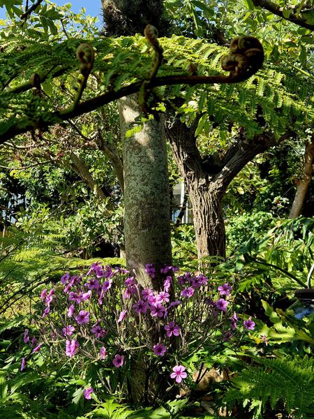 Magenta geraniums at the foot of a tree trunk under unfurling tree fern fronds