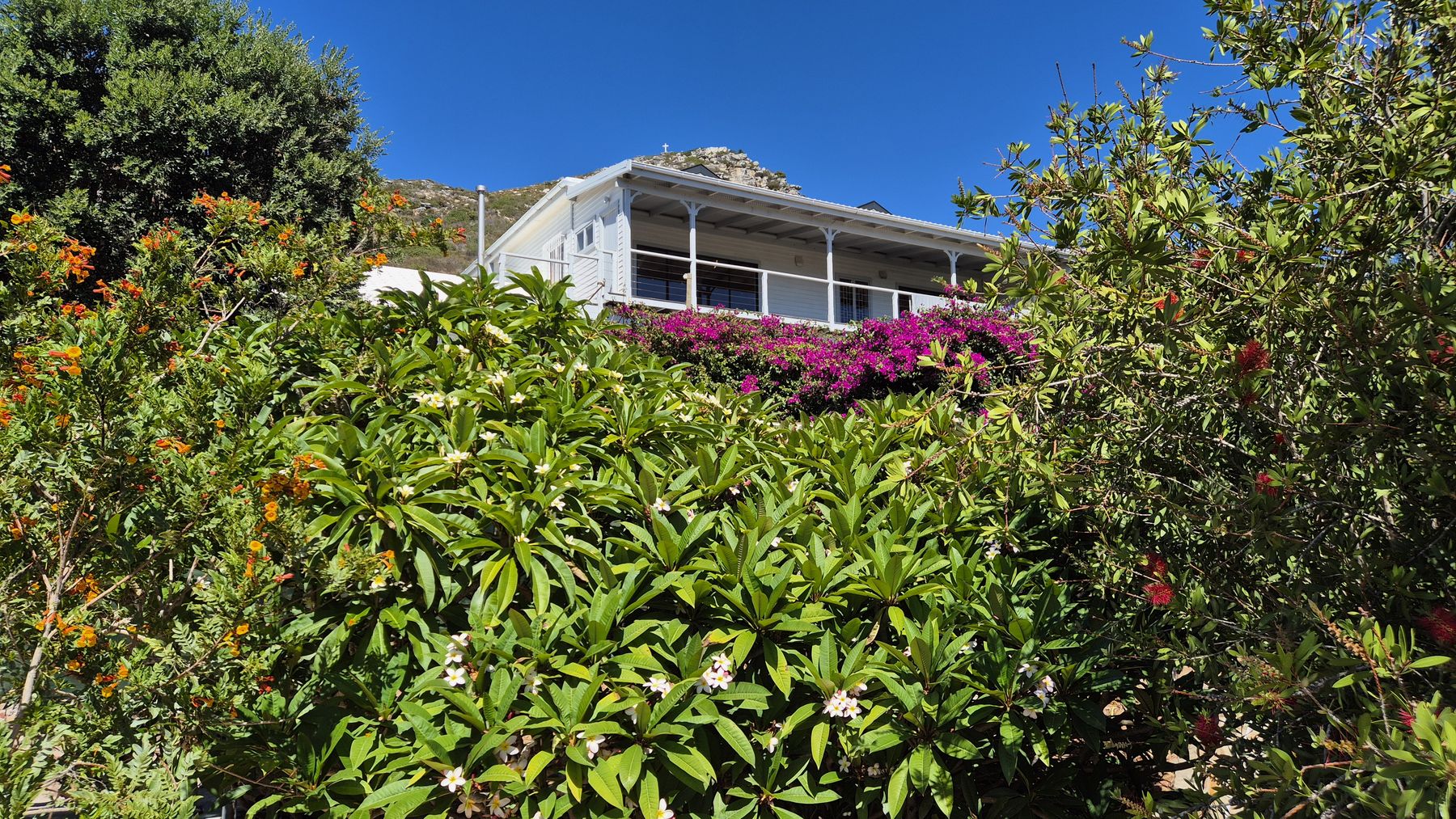 Frangipani, bougainvillea and bottlebrush in flower below a white veranda, mountain behind