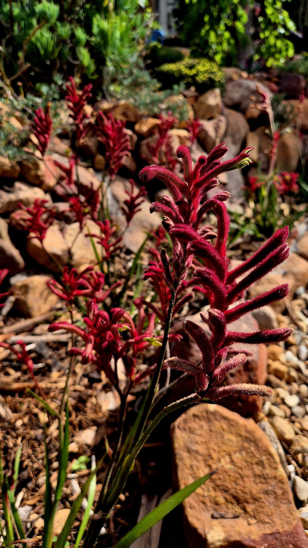 Deep red kangaroo paw flowers