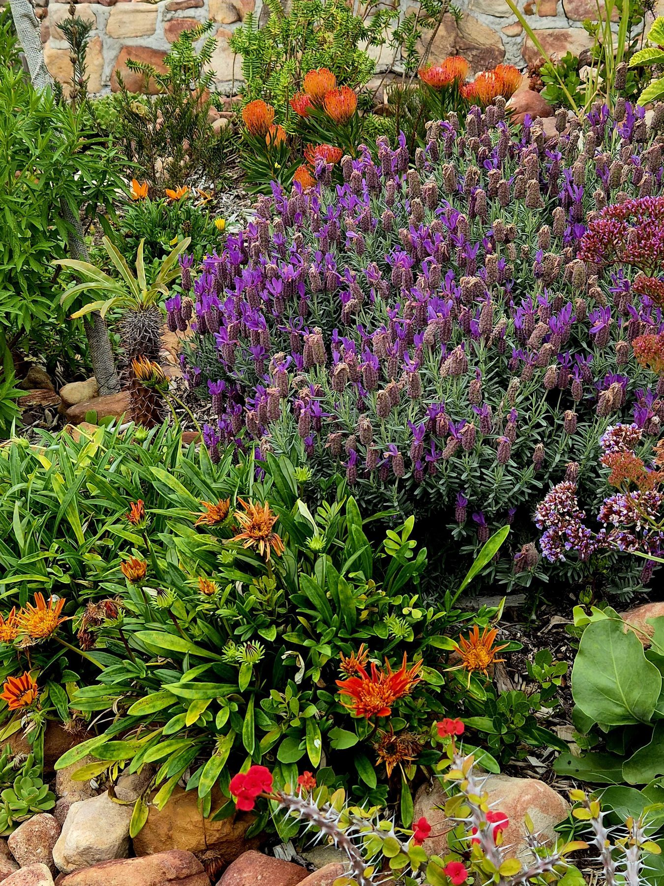 Purple lavender above orange flowers