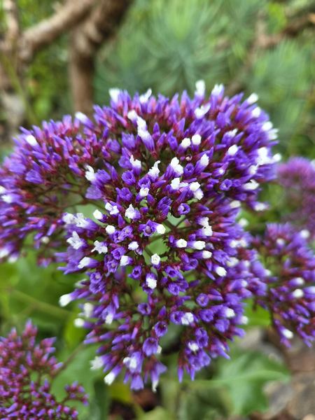 A close view of violet and white sea lavender flowers