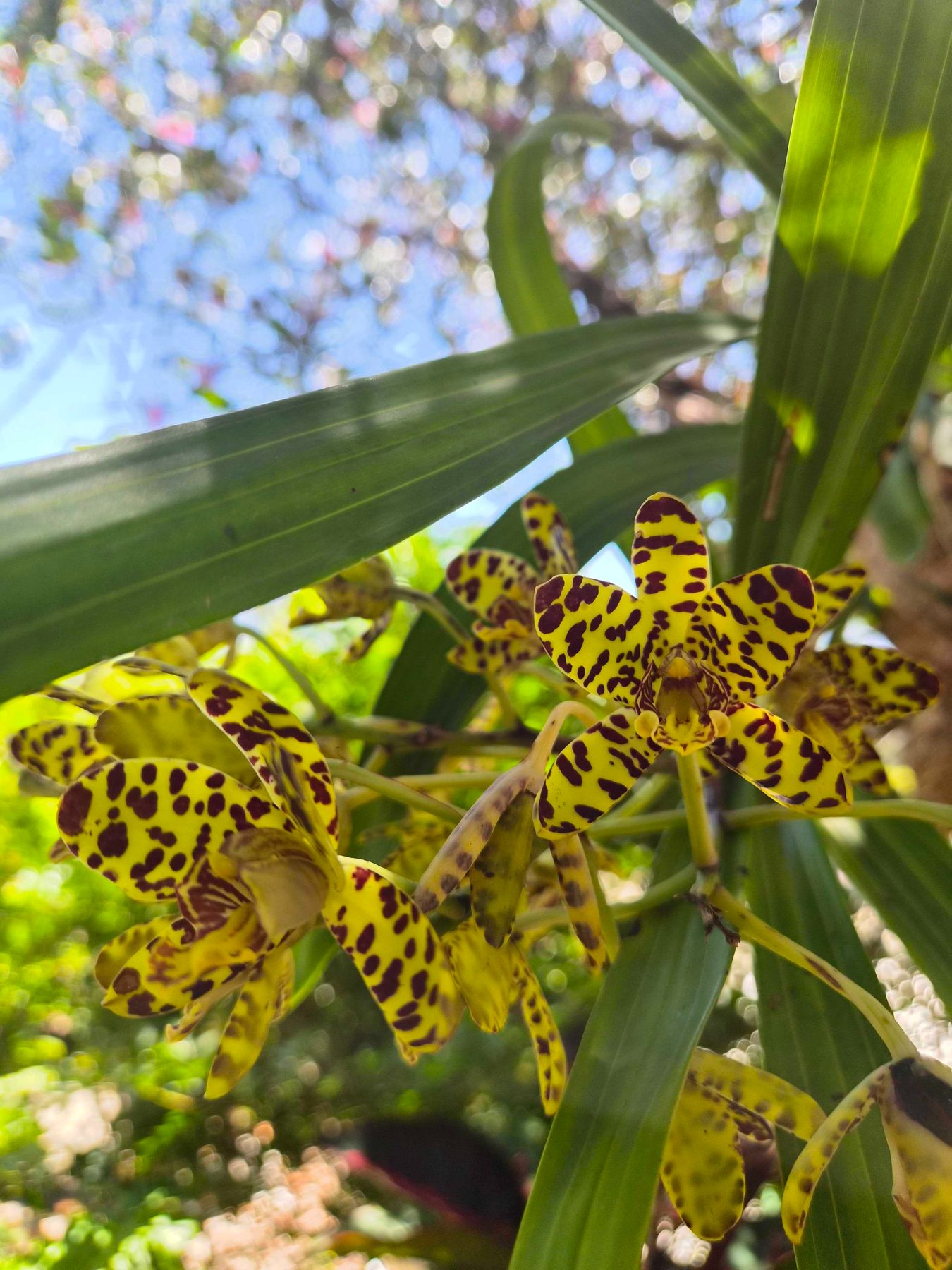 Yellow orchids spotted with deep brown flowering among long green leaves