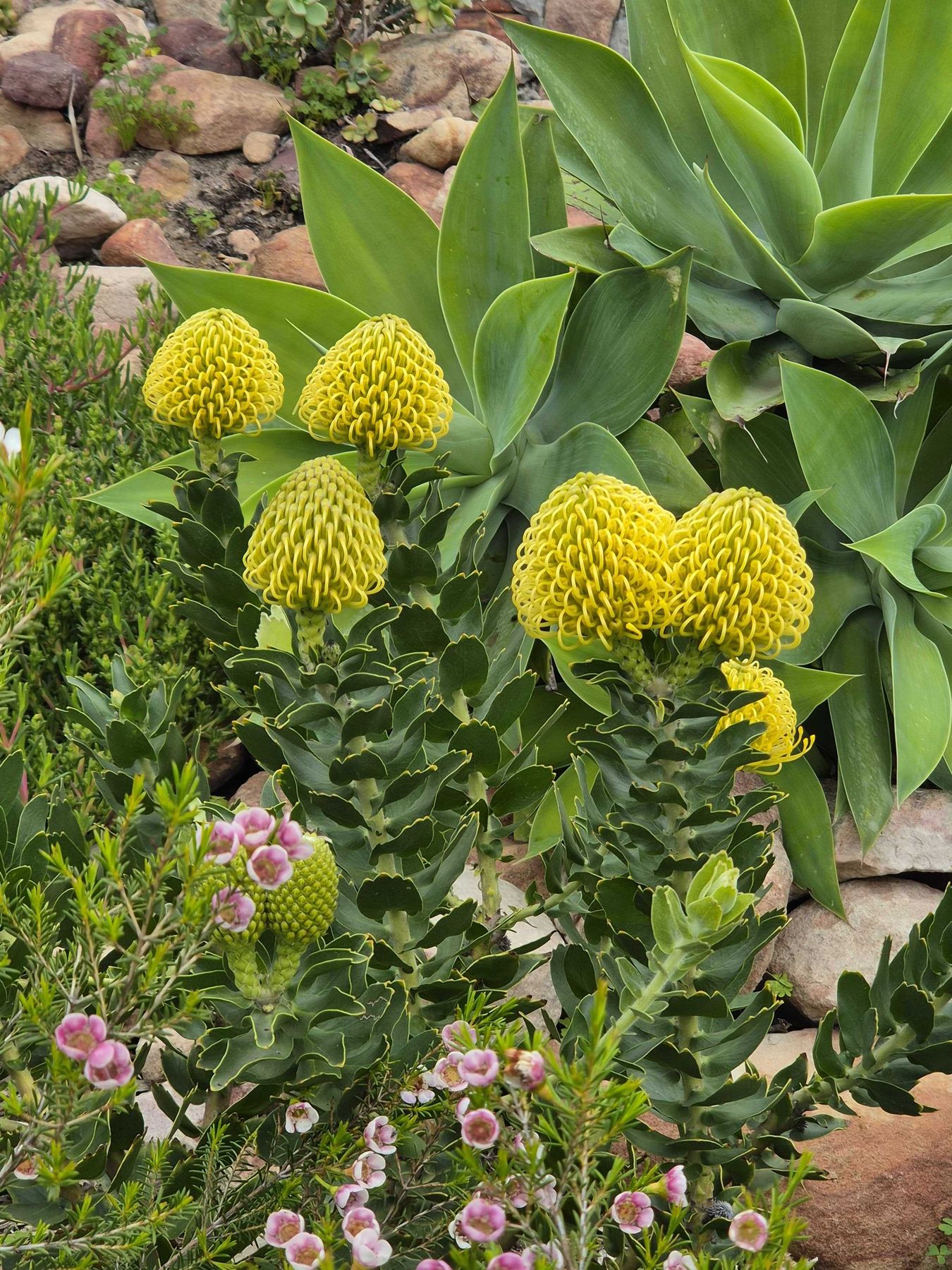 Yellow pincushions beside a soft green agave