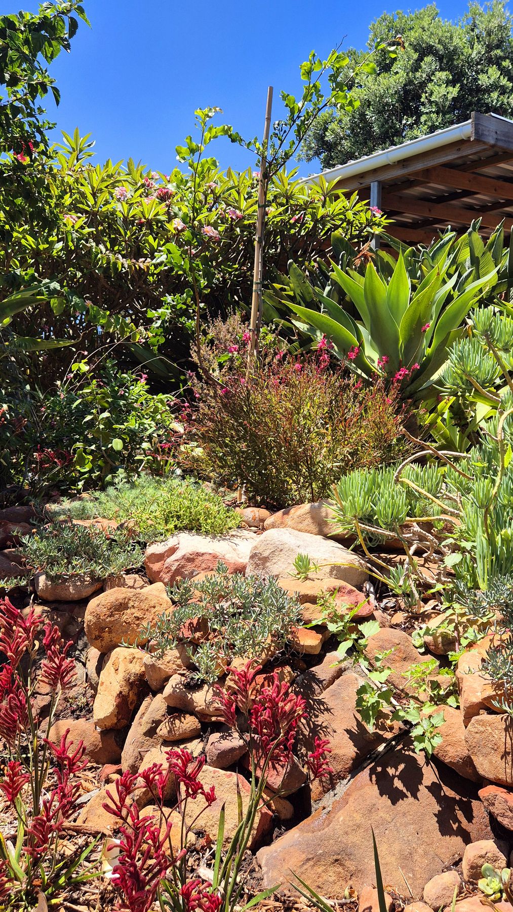 Stone rockery with red kangaroo paws and a large agave