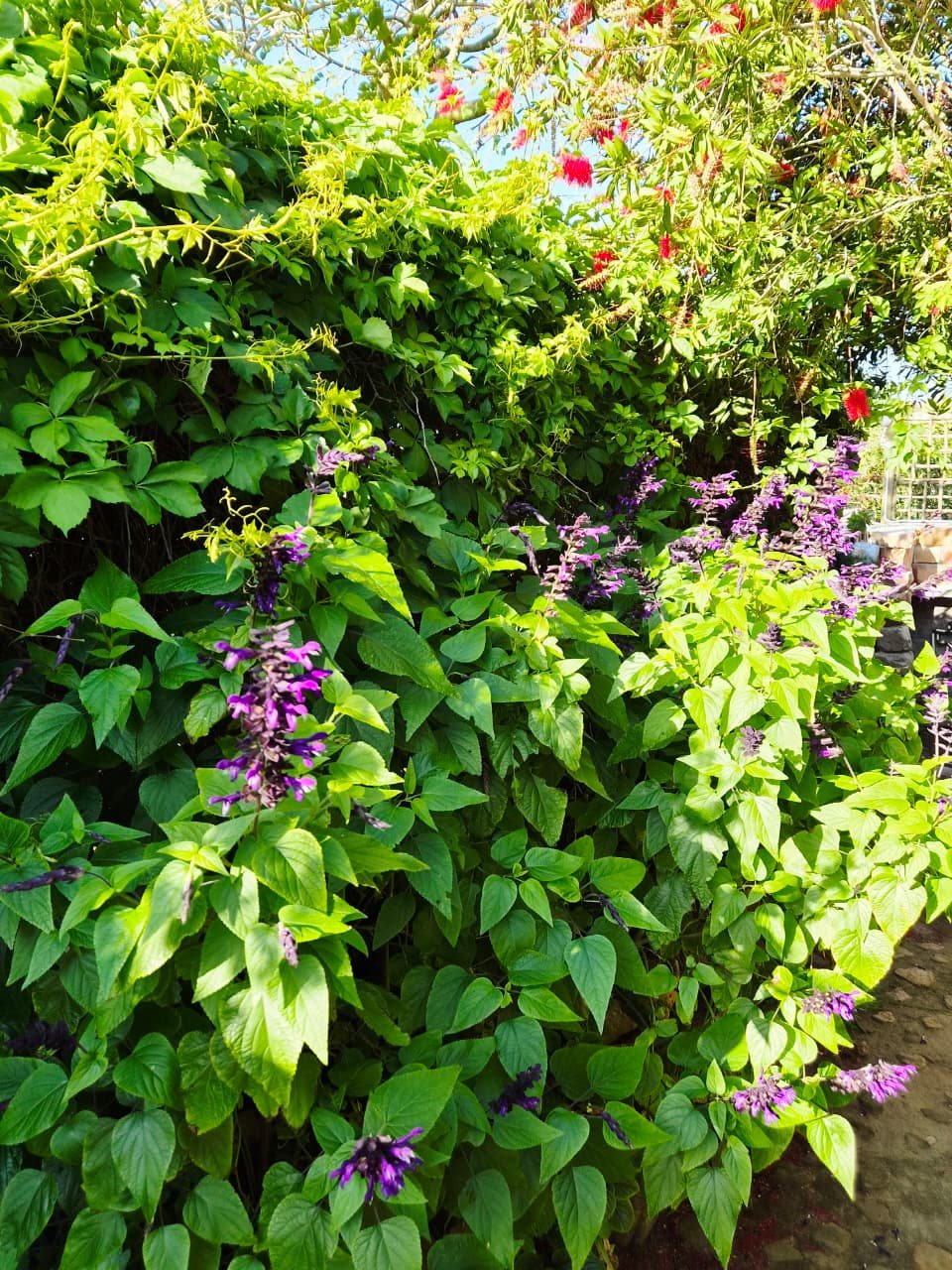 Purple salvia in a bed of bright green leaves under a red bottlebrush