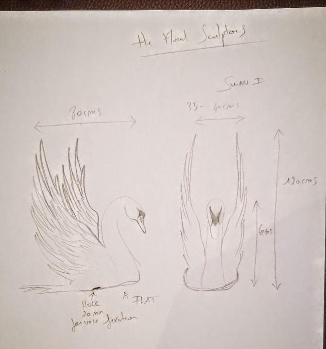 Pencil drawing of a swan with raised wings, front and side views with measurements