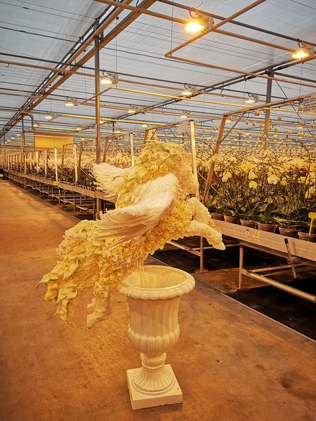 The Pegasus in white roses, callas and feathers on an urn between rows of orchids in a Dutch greenhouse