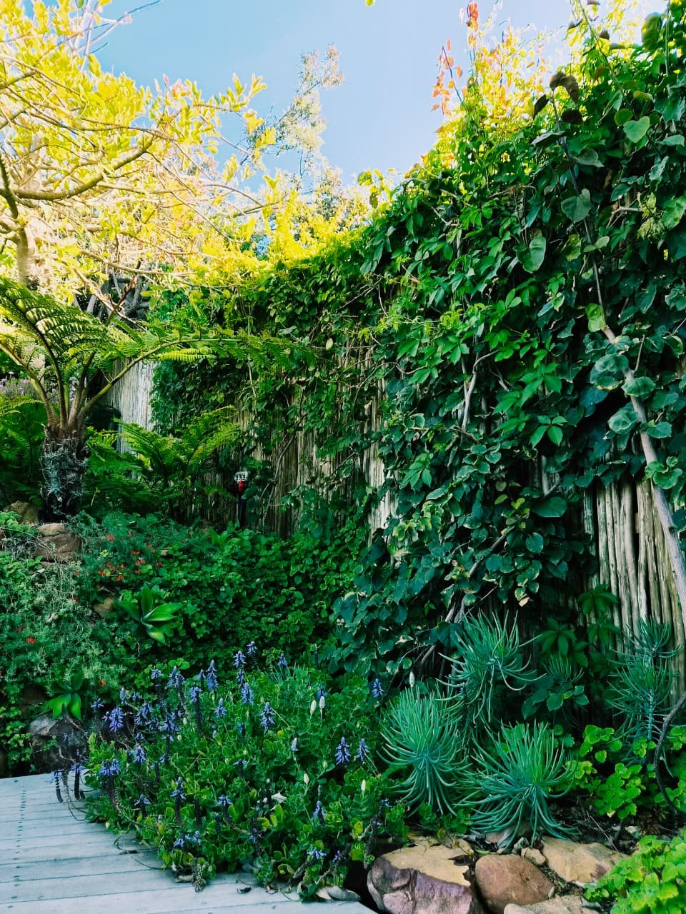 A timber path beside blue plectranthus, succulents and climbers on a reed fence