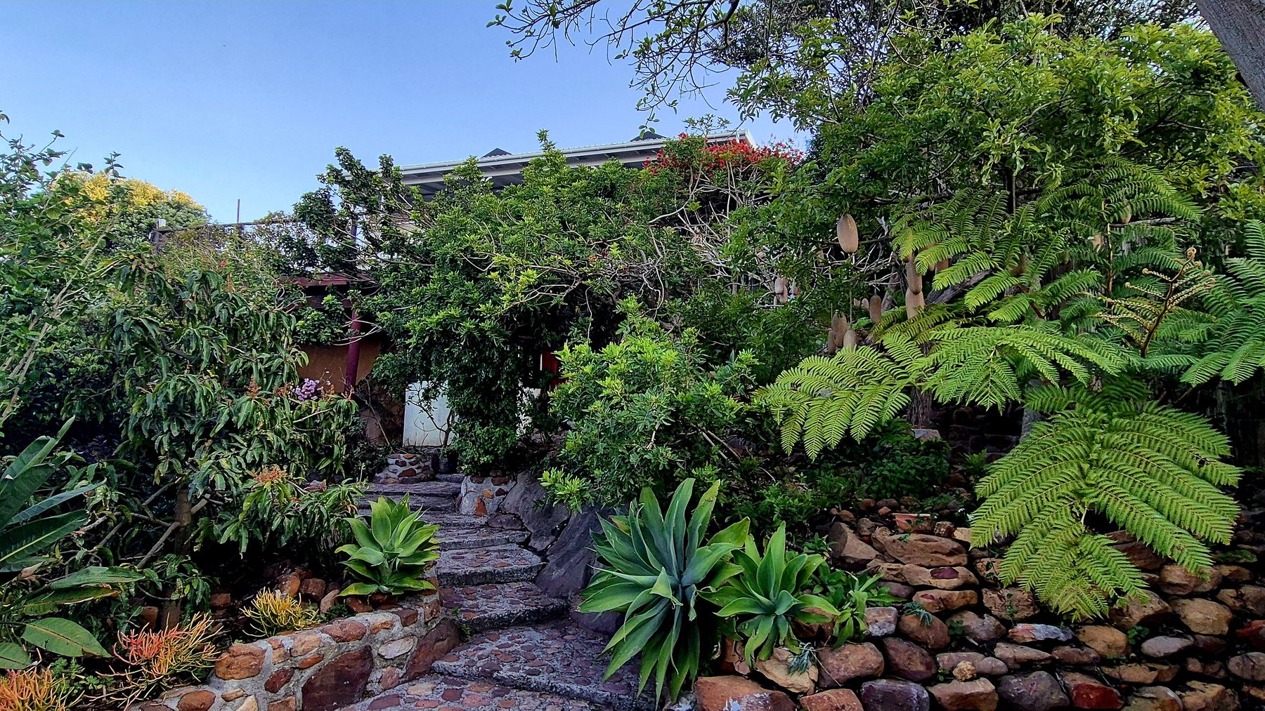 Stone steps through agaves and tree ferns