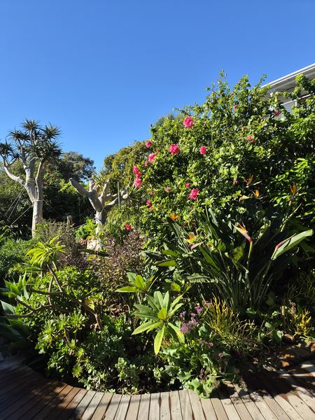 Orange strelitzia and pink hibiscus in a bed curving around a deck, dragon trees behind