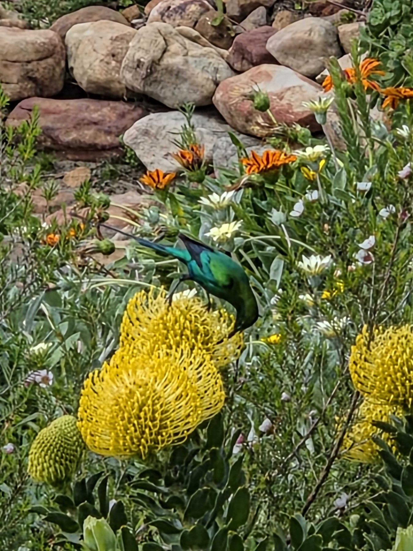 A sunbird feeding on a yellow pincushion