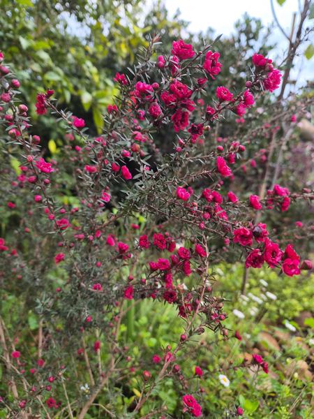 Branches of tea tree covered in small crimson flowers