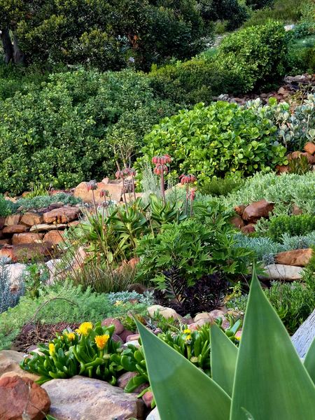 Stone terraces planted with succulents, silver foliage and coral bells of cotyledon