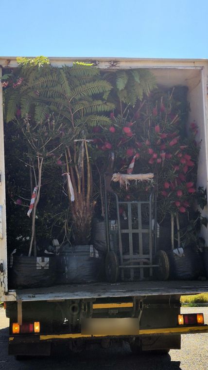 A truck packed with tree ferns and flowering bottlebrush